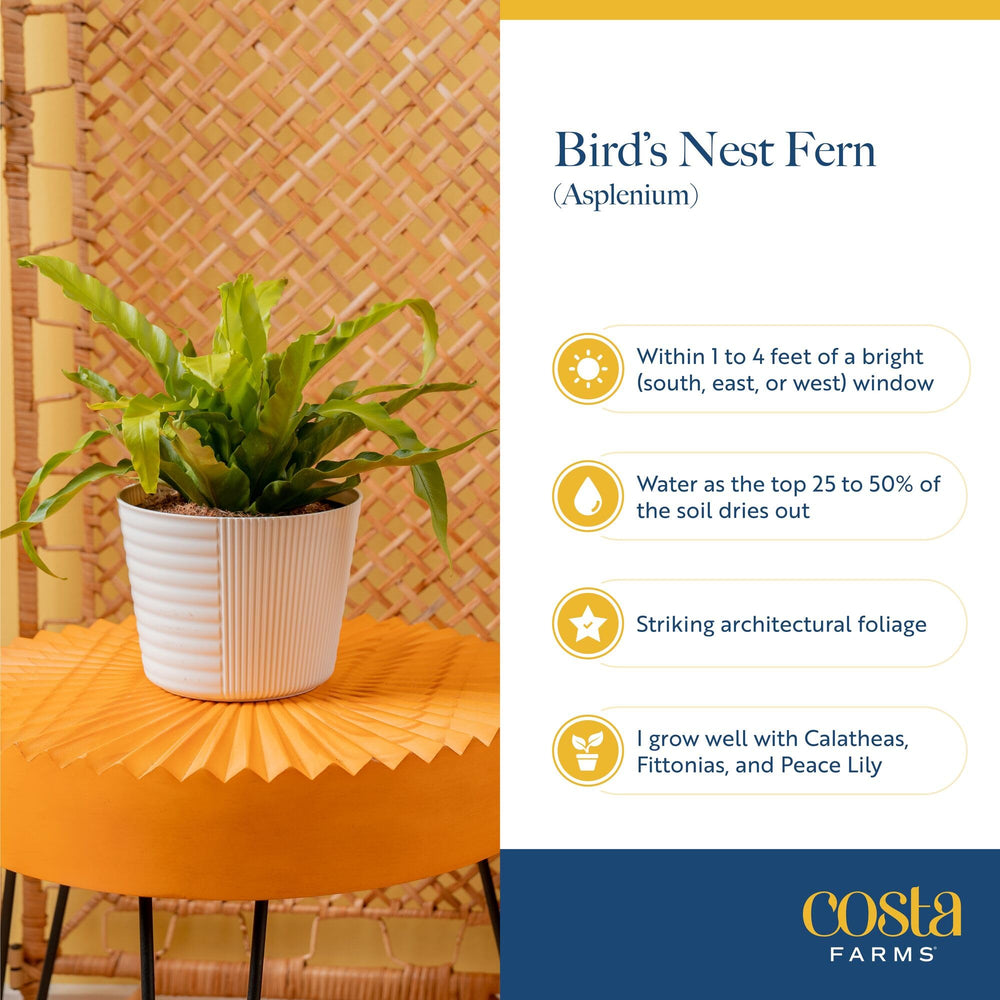 Costa Farms view of soil and roots to show repotting and care benefit