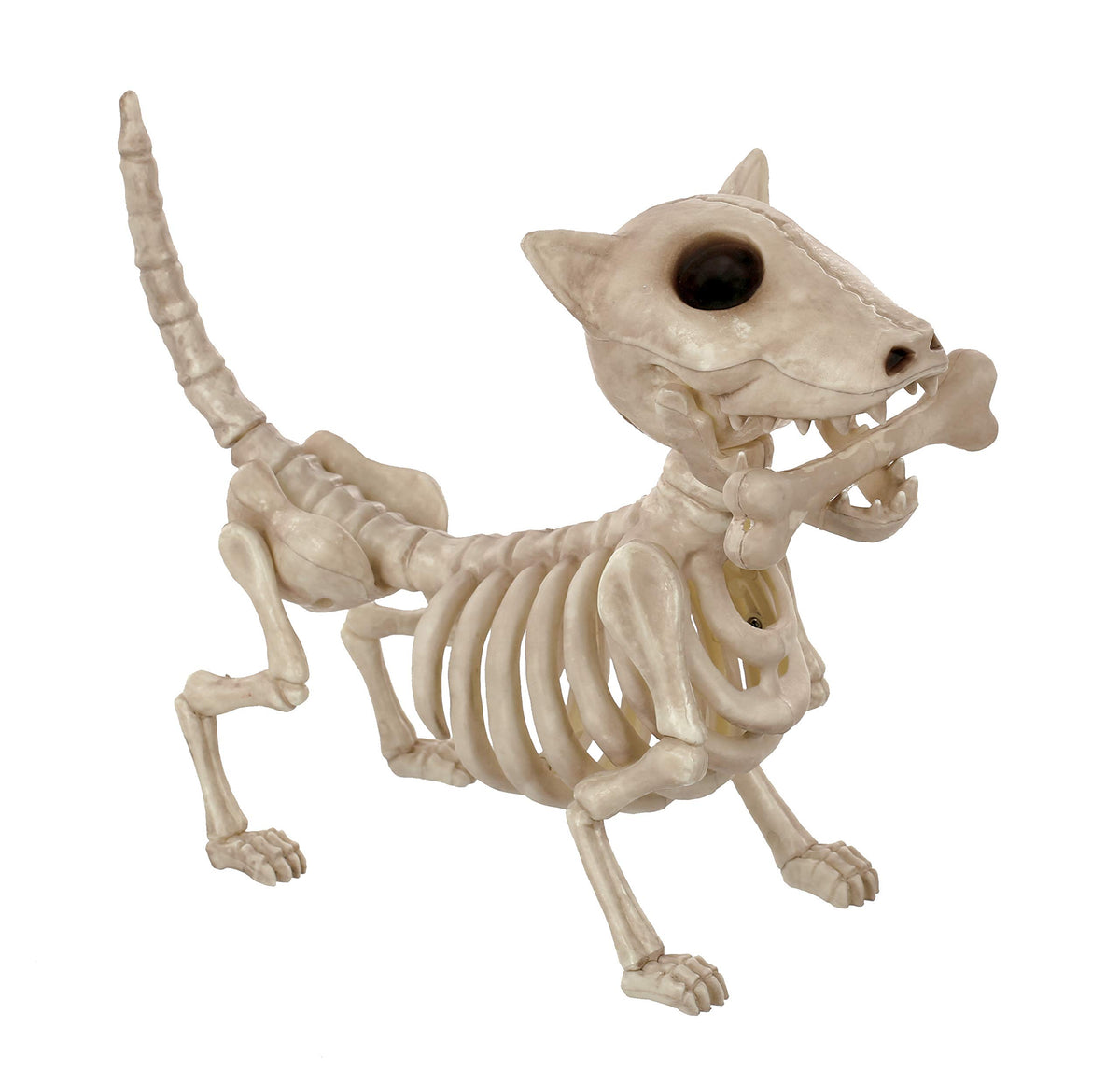 Crazy Bonez Digger front view showing realistic bone detail and display-ready look