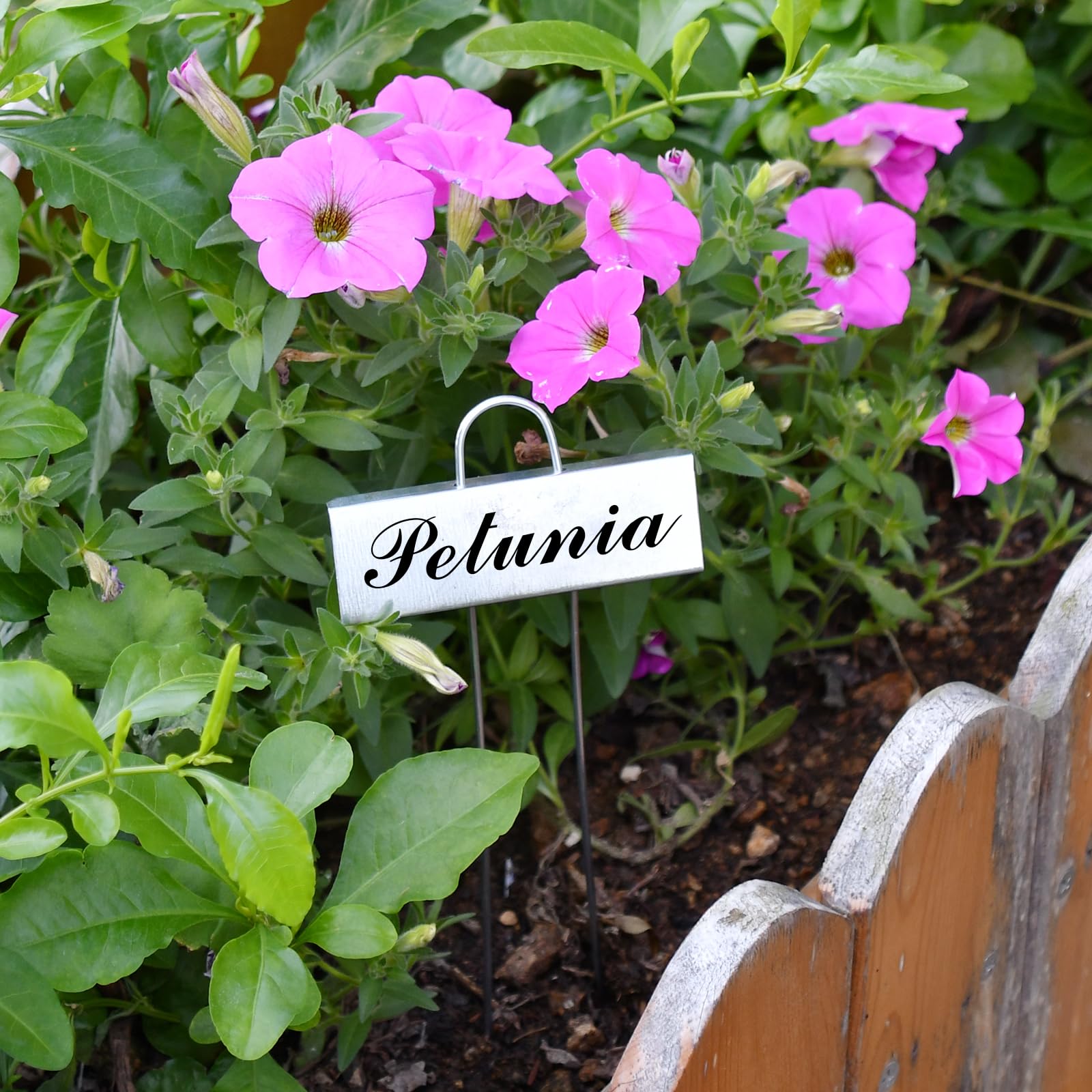 cureder garden border with markers creating a tidy, professional planting display