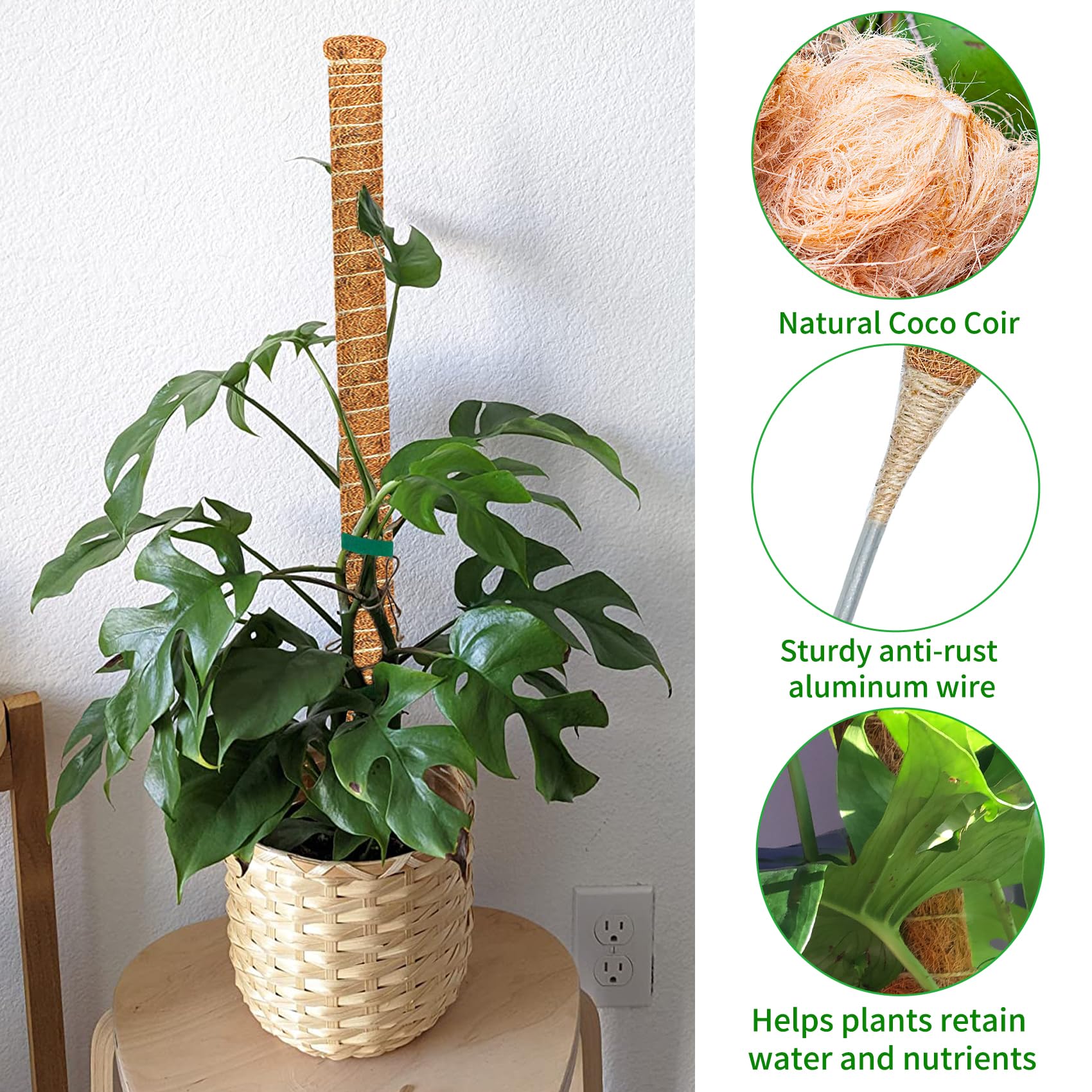 Dimpoo pole supporting a Monstera leaf, improving upright growth and display