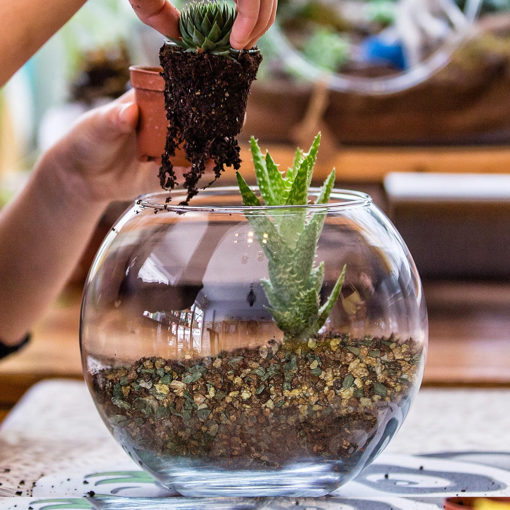 Doter soil around roots displaying enhanced root anchoring and growth
