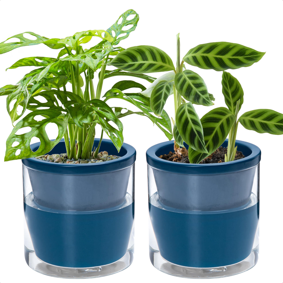 D'vine Dev front view blue terracotta planter shows elegant look and tidy design