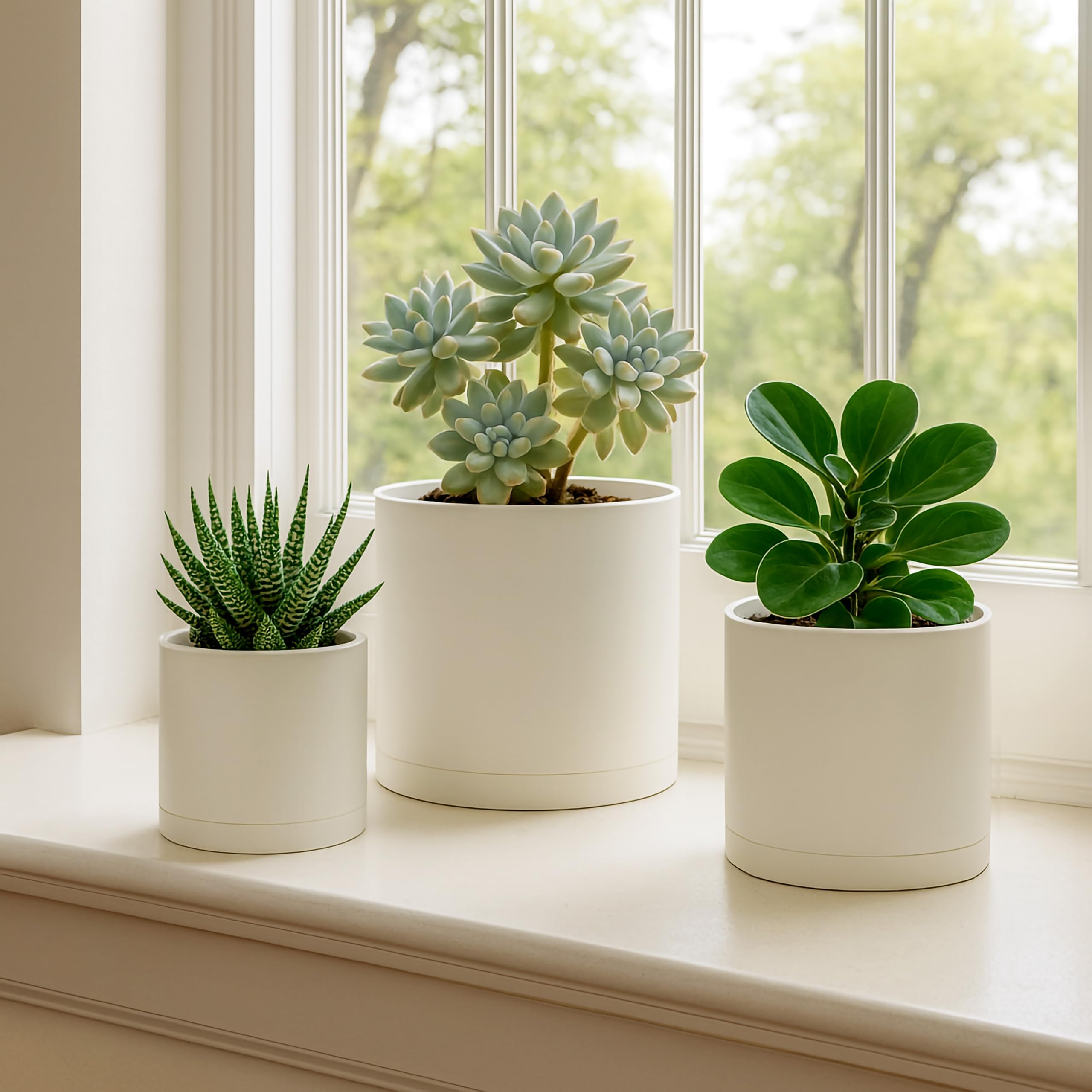 D'vine Dev trio on a windowsill demonstrating styling for small indoor plants