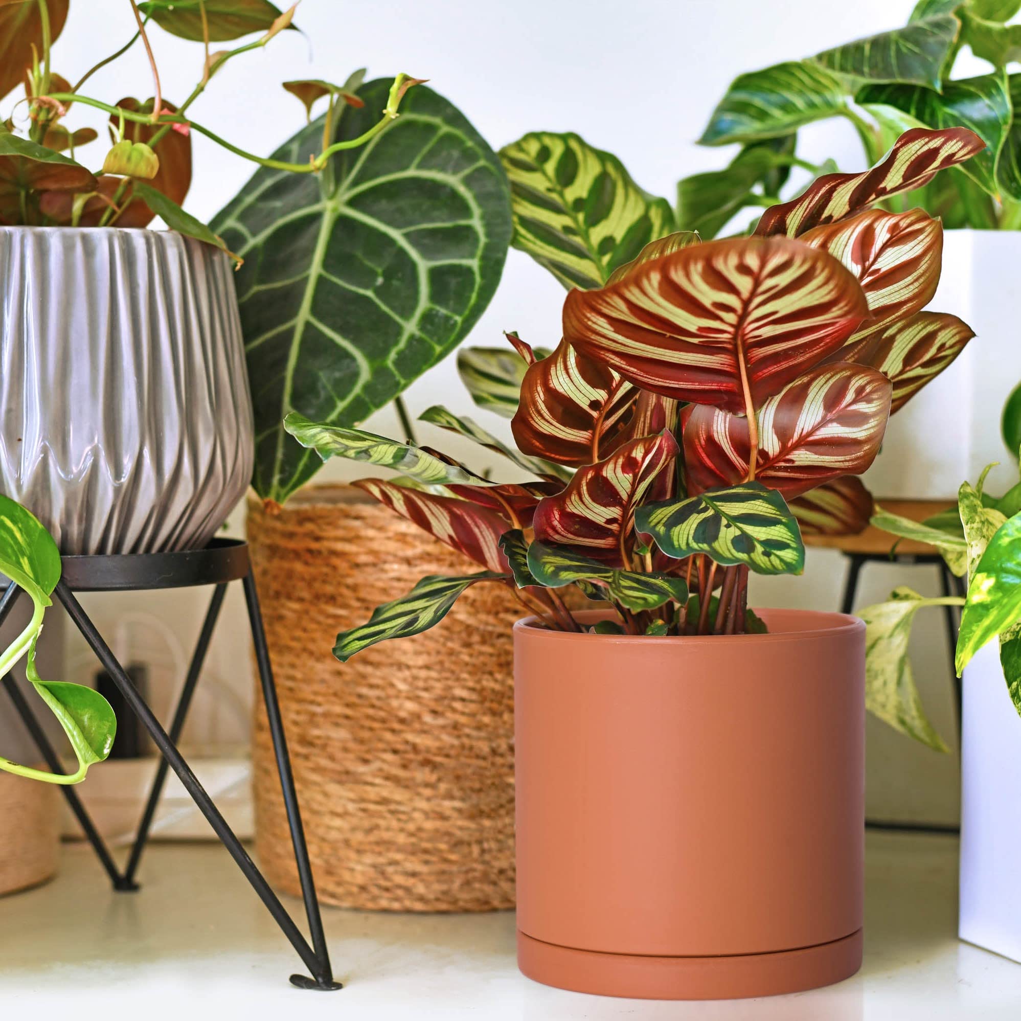 D'vine Dev lifestyle windowsill display showing aesthetic pairing with home décor benefit