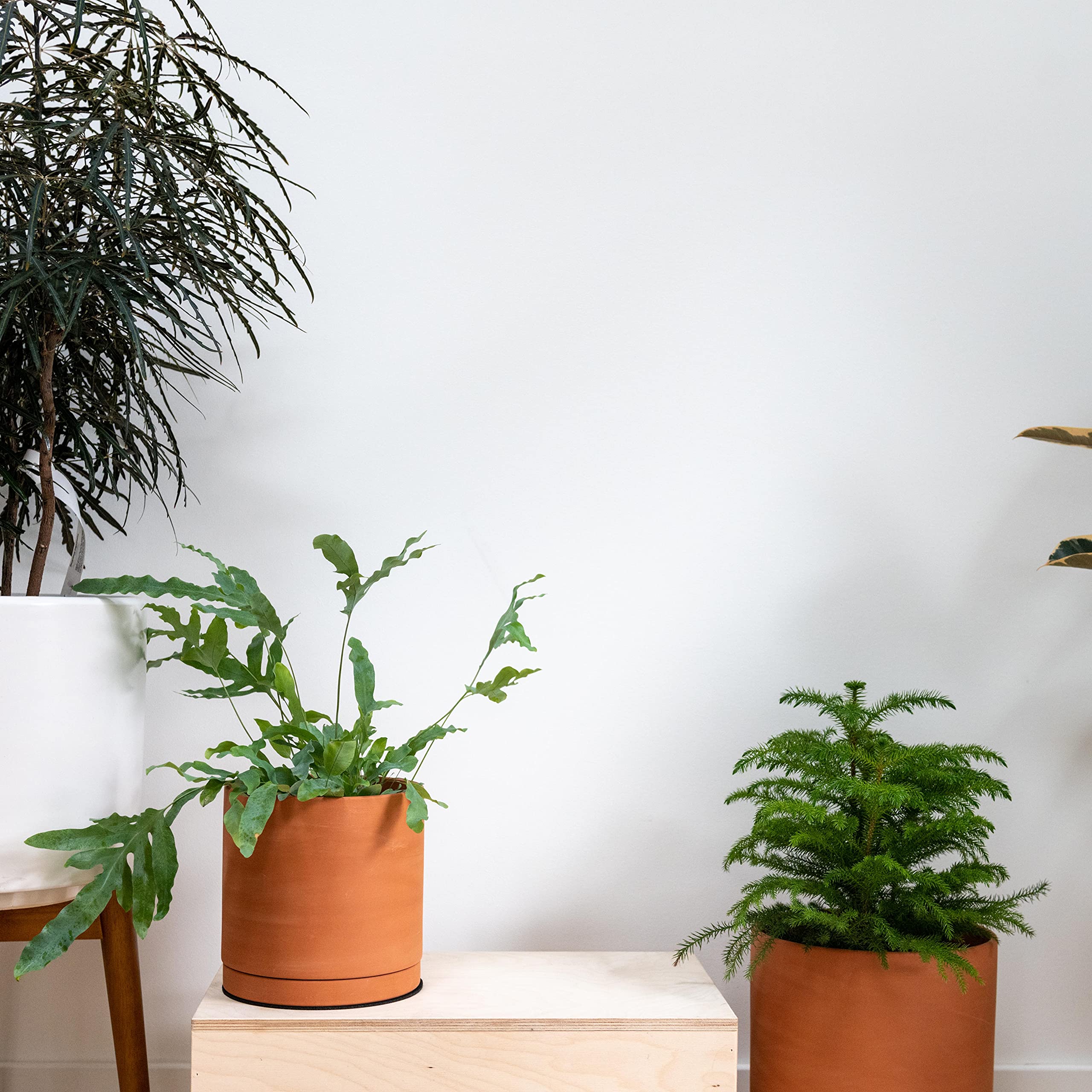 D'vine Dev planted with succulent on shelf, compact styling benefit