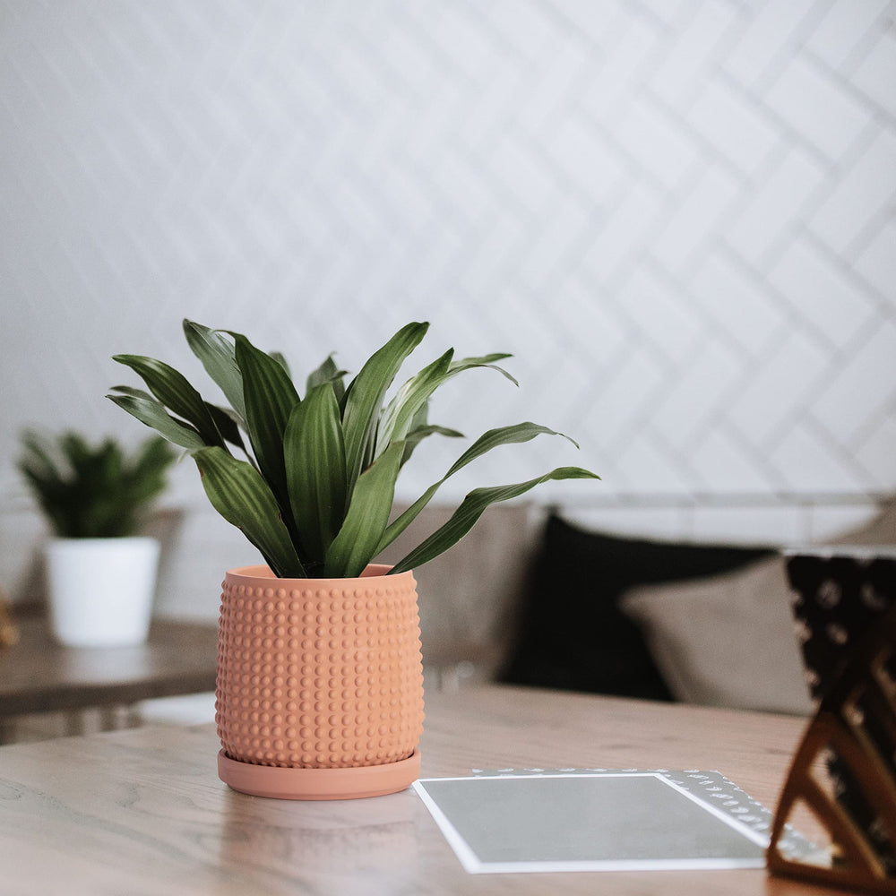 D'vine Dev pot beside ruler showing 6-inch scale for sizing clarity