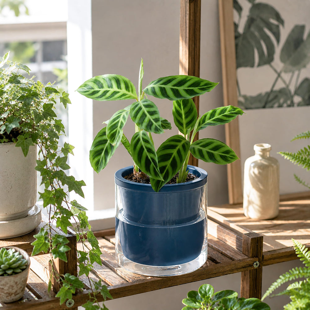 D'vine Dev two-pack styled on shelf offers coordinated decor and space efficiency