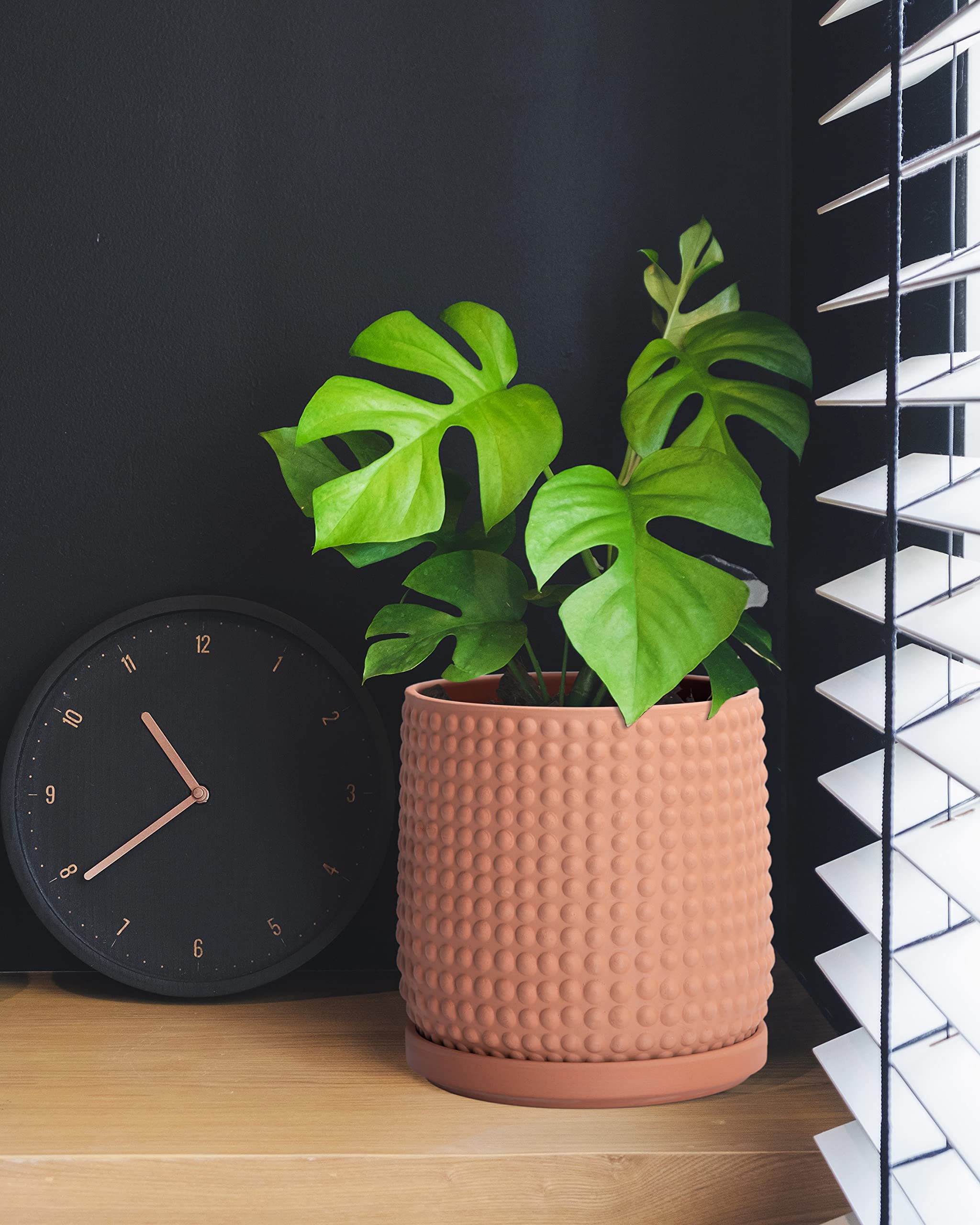 D'vine Dev planted succulent in pot demonstrating stylish indoor use