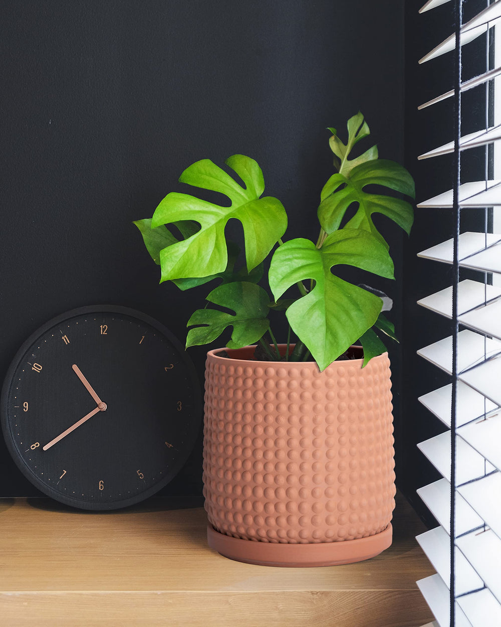 D'vine Dev planted succulent in pot demonstrating stylish indoor use