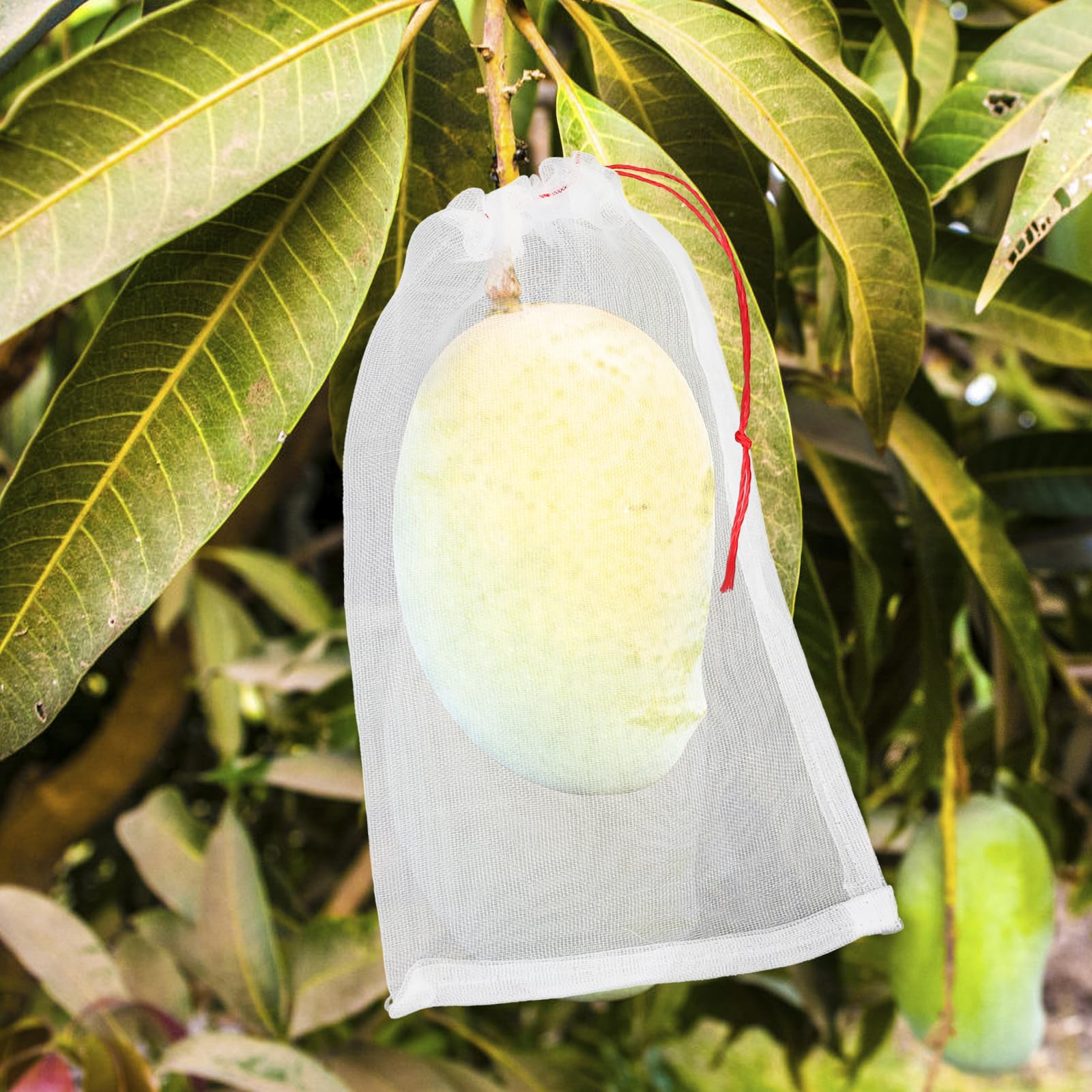 ENPOINT bagged tomato on vine showing gentle protection without sun blocking