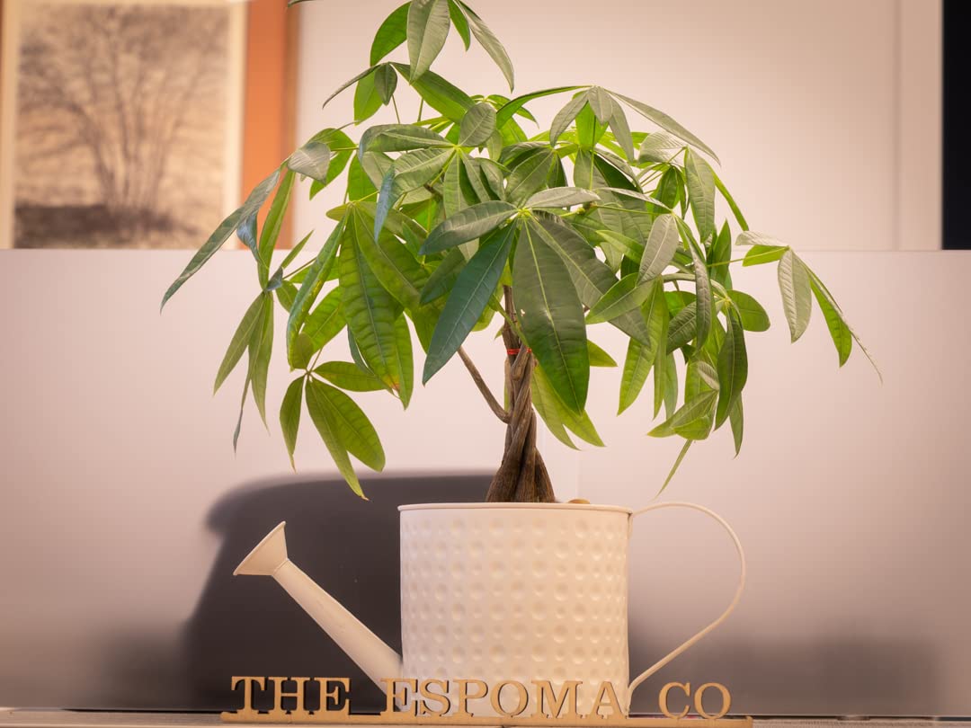Espoma bottles staged on a kitchen shelf promoting healthier houseplants