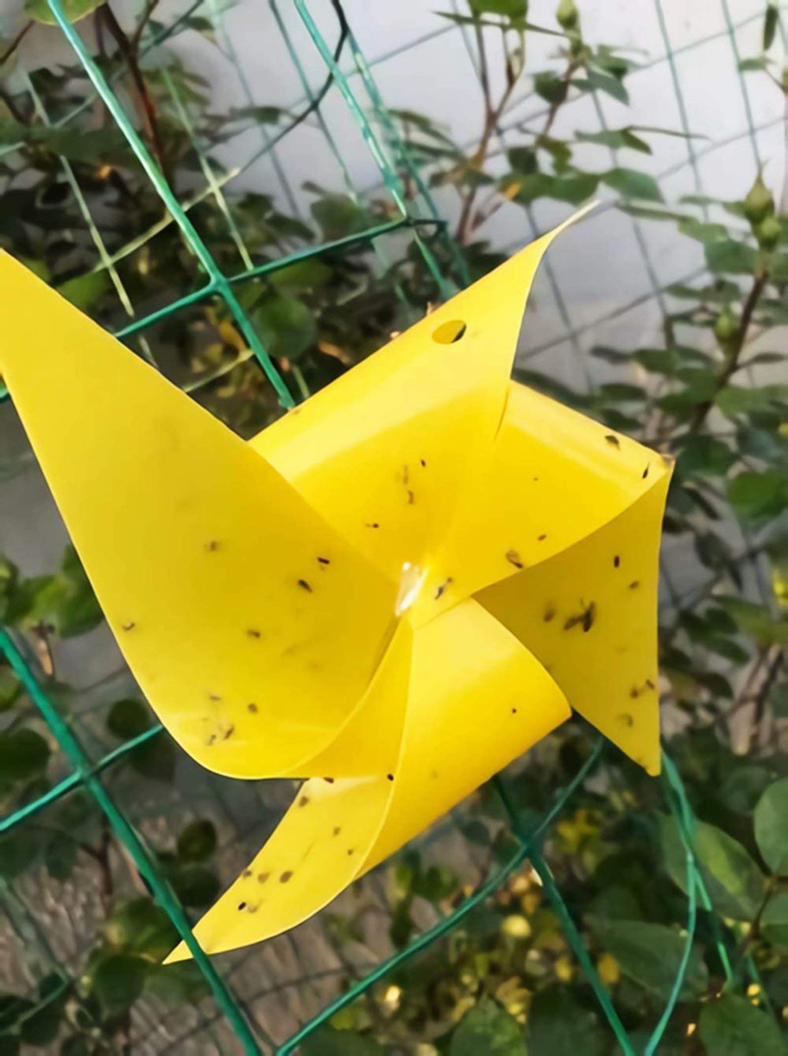 Faicuk trapped insects on surface illustrating monitoring value