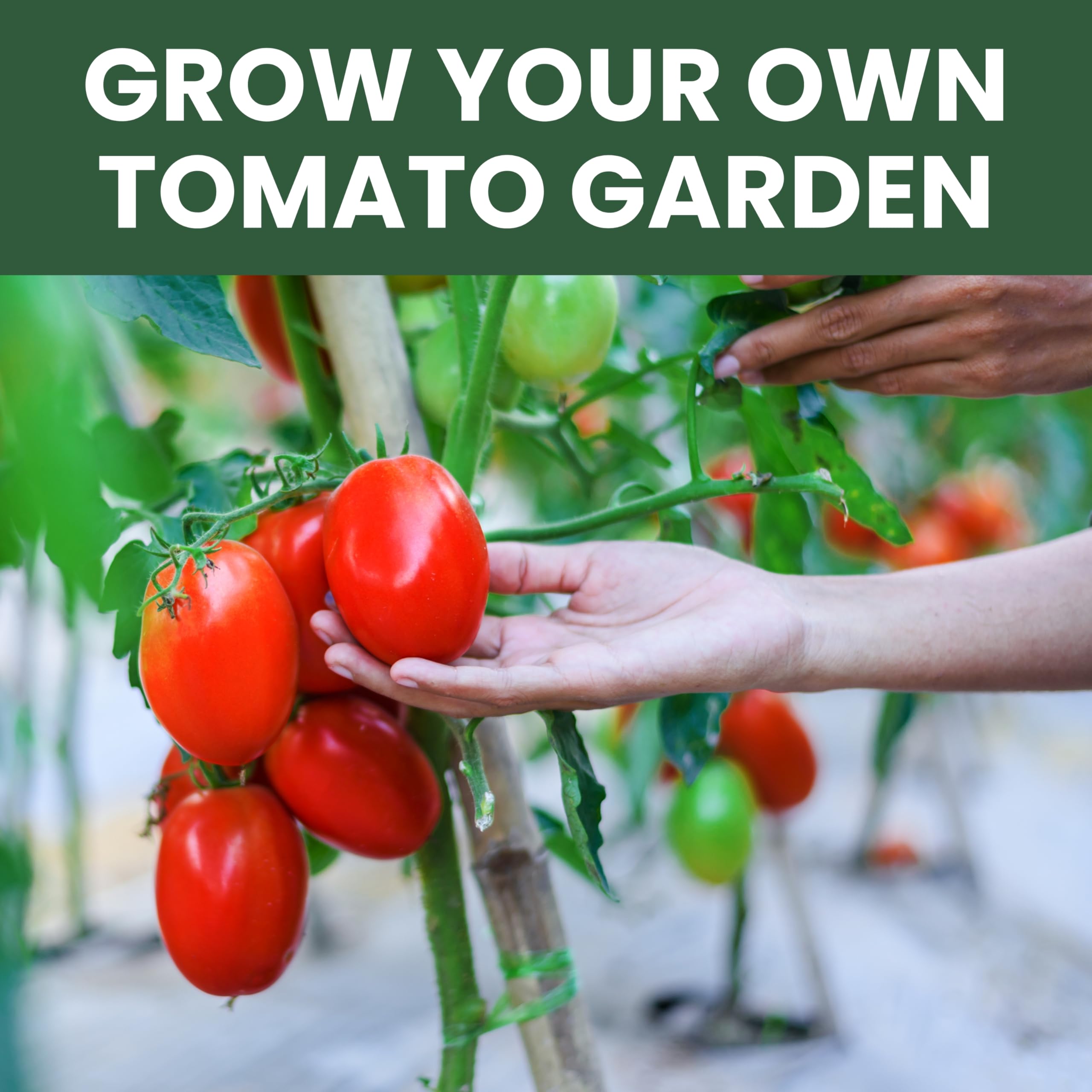 Family Sown seeds held in hand ready for planting conveying ease and starter confidence