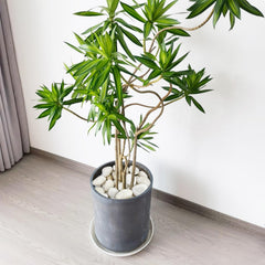 FANTIAN stones used as a bottom drainage layer in pot improving water flow