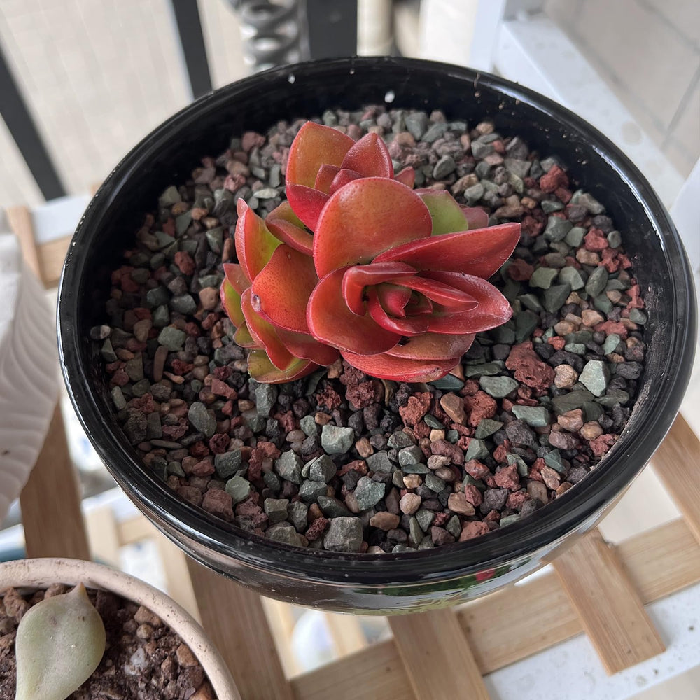 FANTIAN use with succulent in hand demonstrating easy application benefit