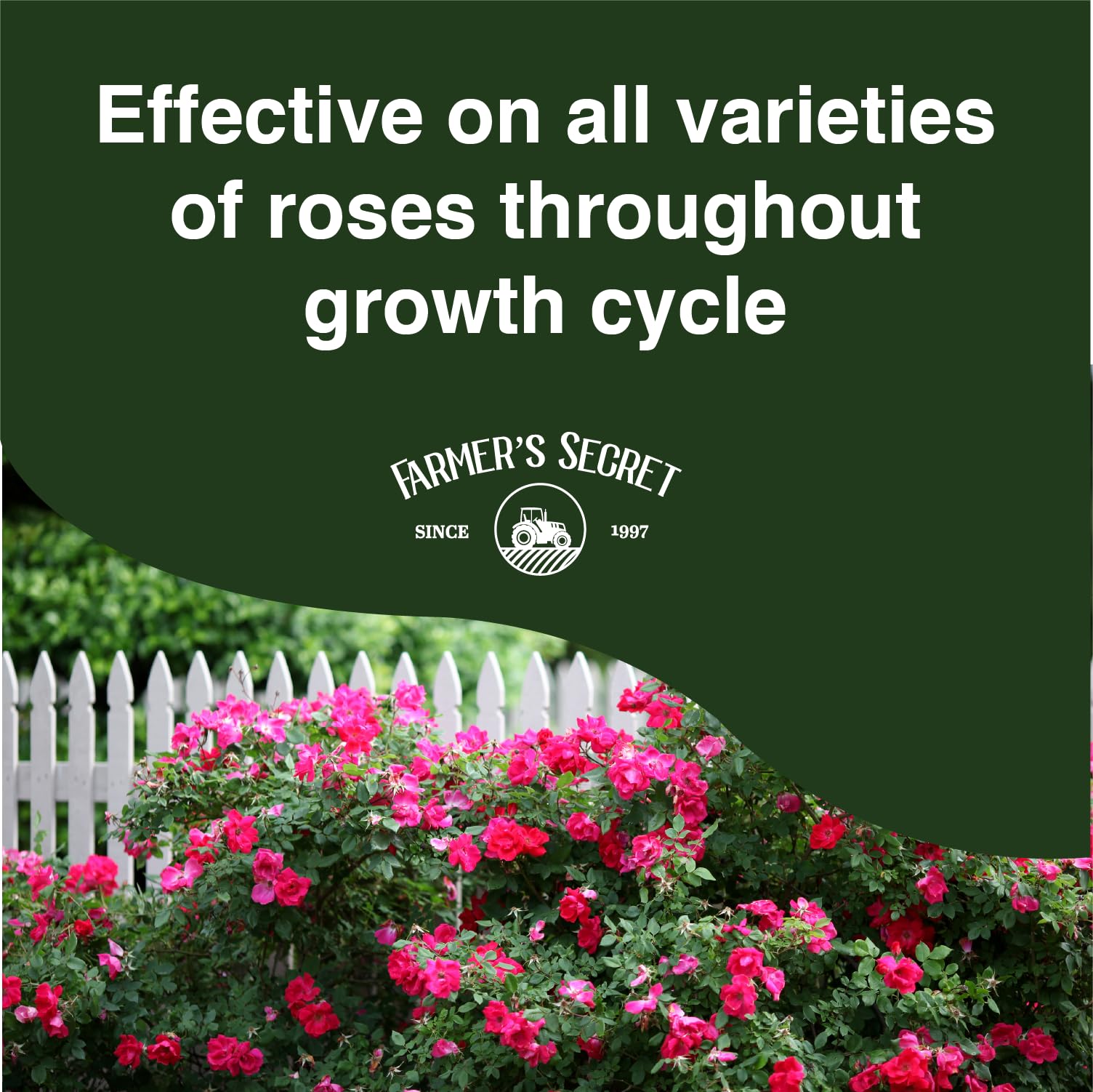 Farmer's Secret before and after roses showing fuller blooms and improved color