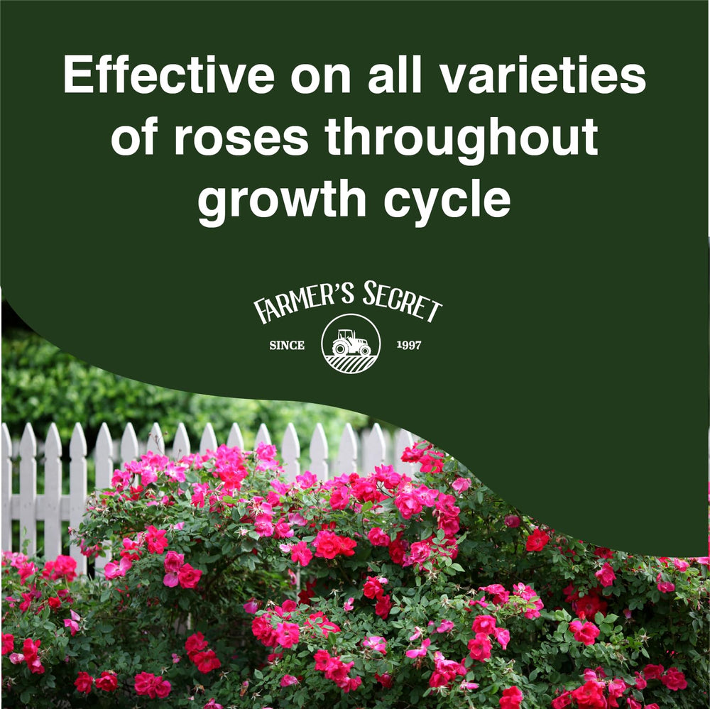 Farmer's Secret before and after roses showing fuller blooms and improved color