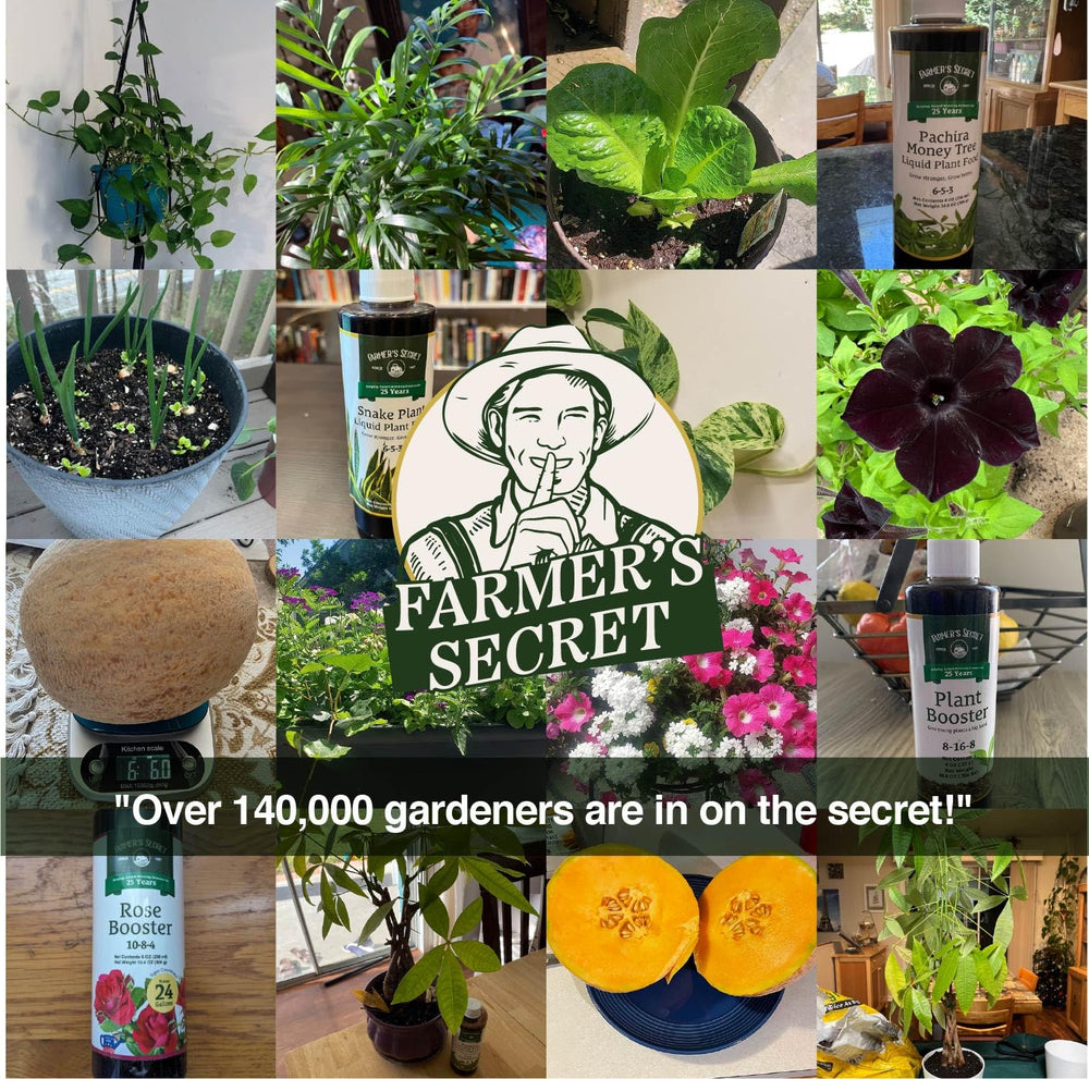 Farmer's Secret placed near a healthy Pothos in a bright indoor setting