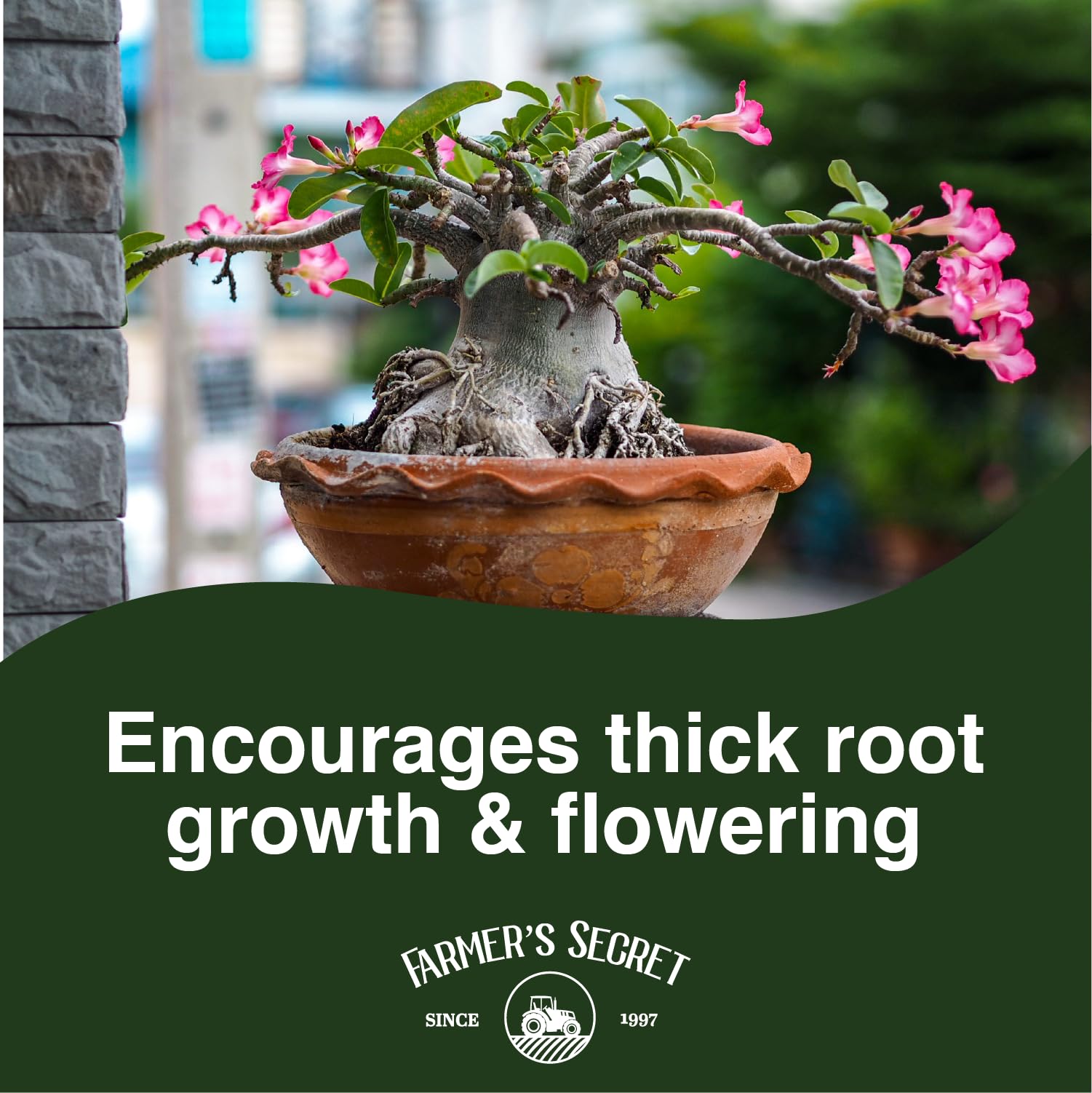 Farmer's Secret applied to desert rose plant with improved flowers