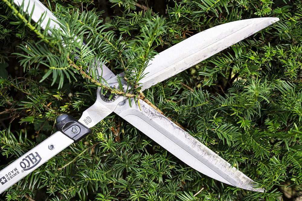 FELCO shears cutting a shrub showing clean trim and ergonomic control