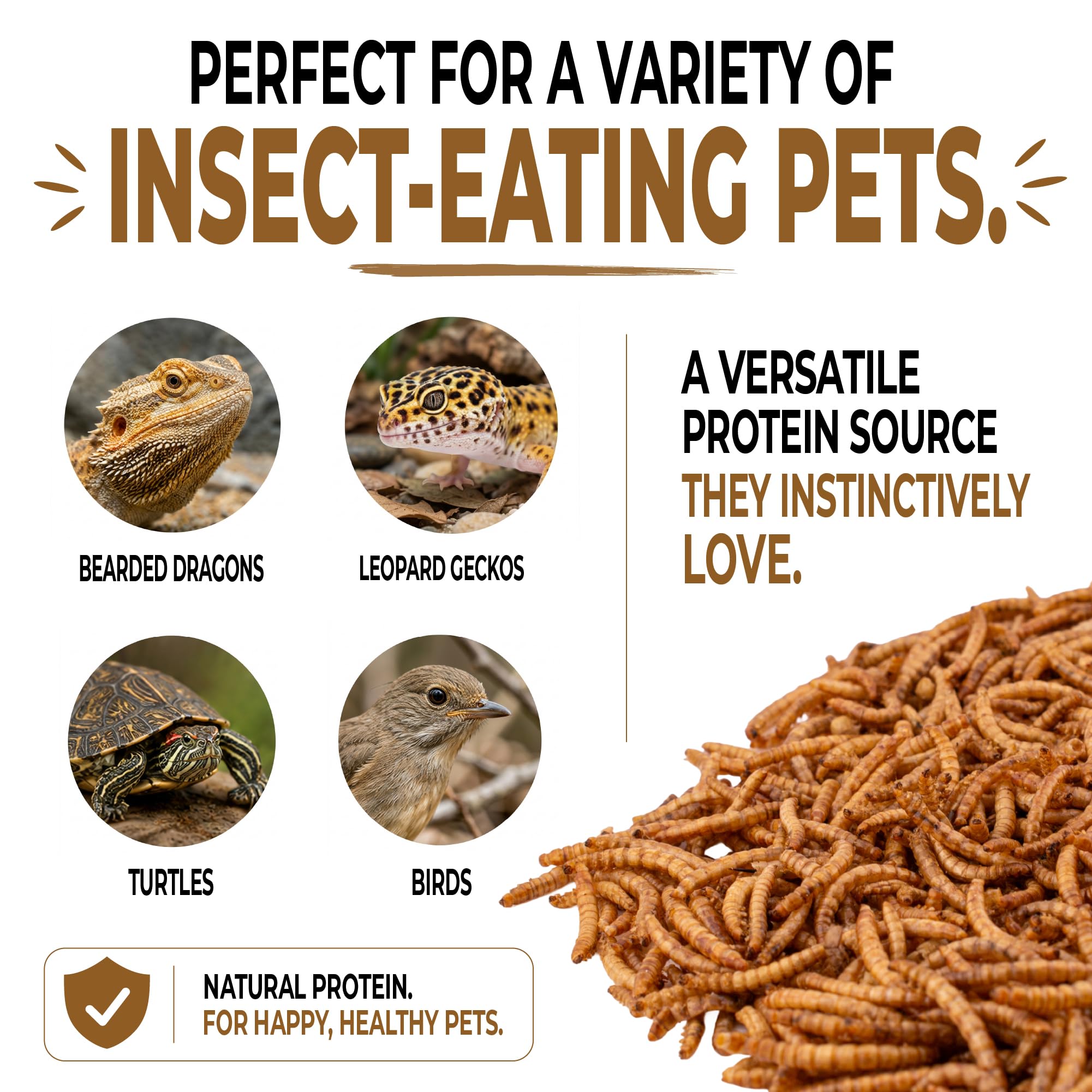Five-Star Feeders mealworms served on plate for backyard birds, encourages easy feeding