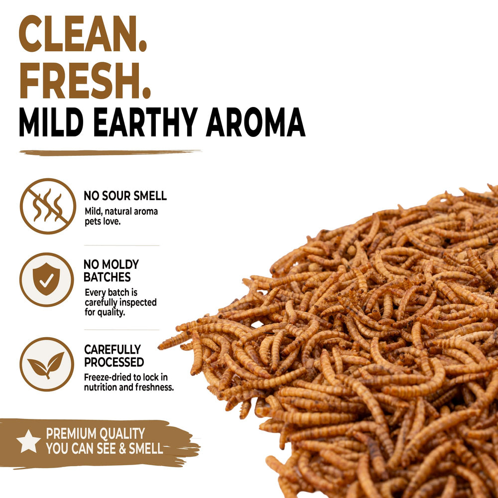 Five-Star Feeders close-up texture of whole freeze-dried mealworms, shows high-protein quality