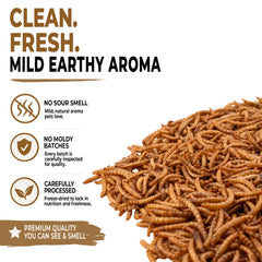 Five-Star Feeders close-up texture of whole freeze-dried mealworms, shows high-protein quality