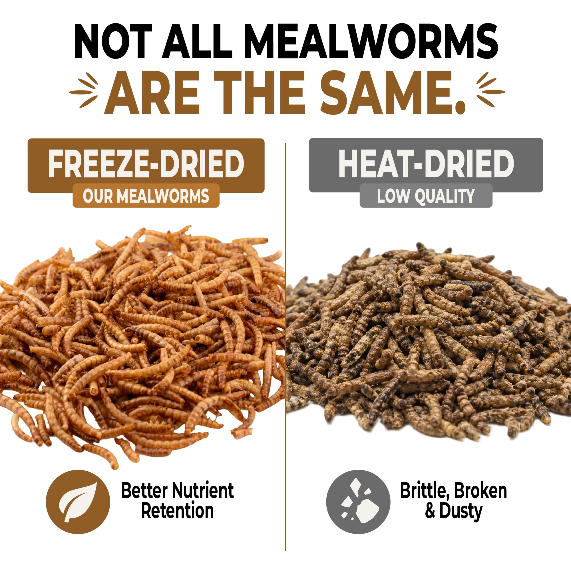 Five-Star Feeders open jar top view with visible mealworms, demonstrates fresh sealed packaging