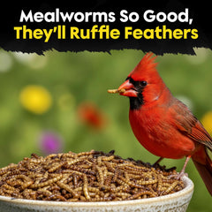 Flockin' close-up dried mealworms texture for nutrient density