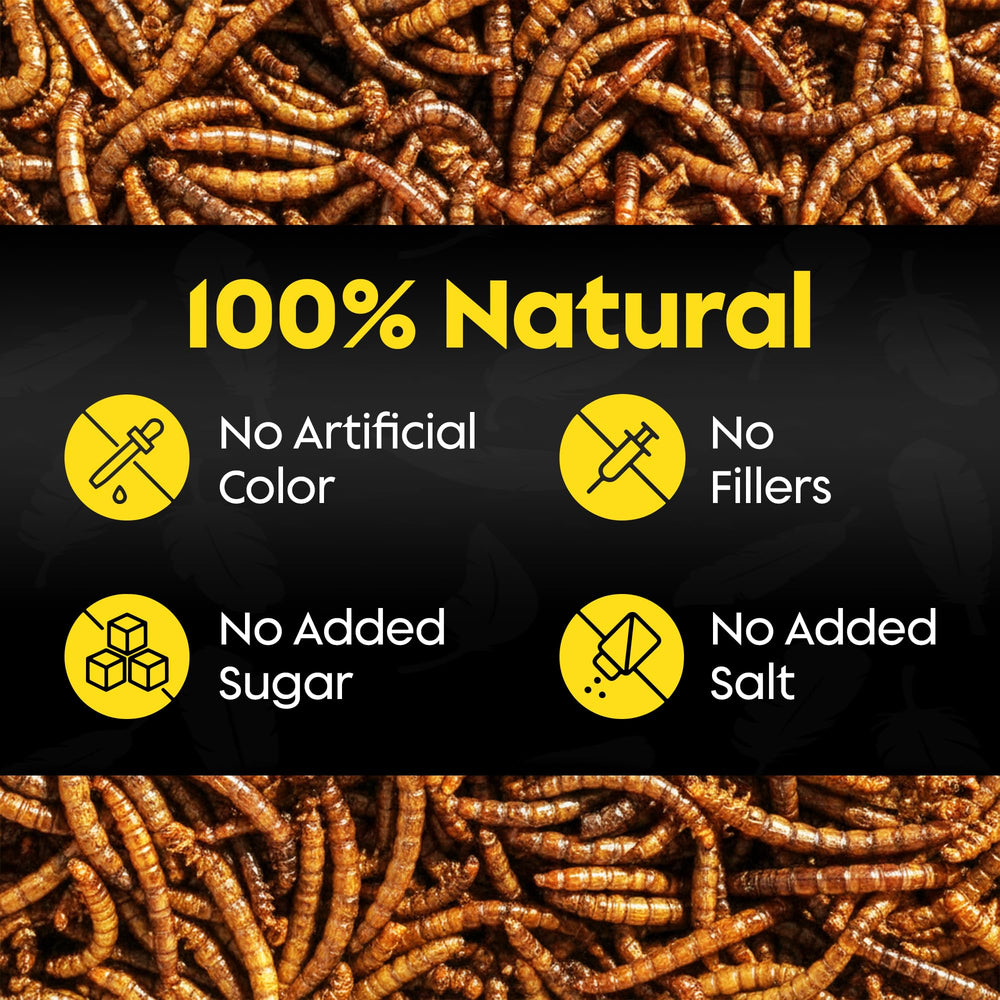 Flockin' mealworms in tray feeder attracting backyard birds