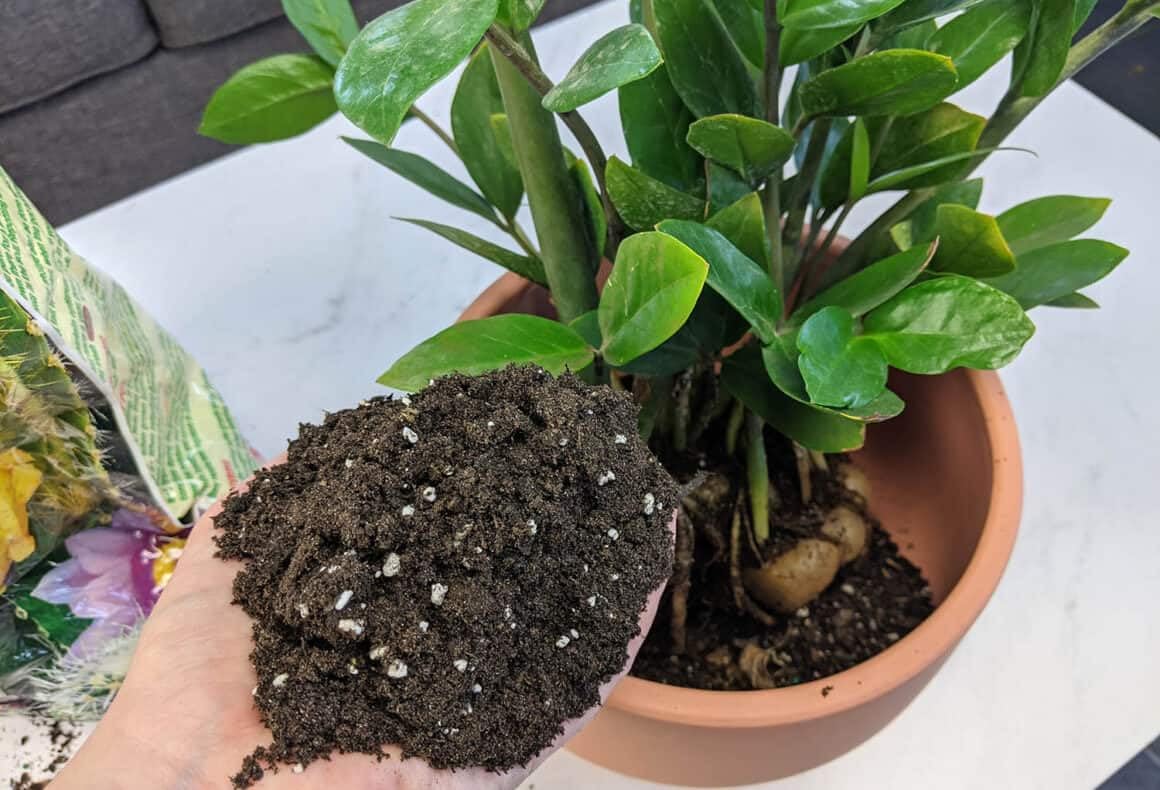 Close-up of Gardenera mix texture showing peat, sand, perlite for superior drainage