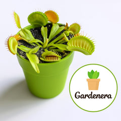 Gardenera soil in a pot with a Venus flytrap planted - supports healthy carnivorous growth