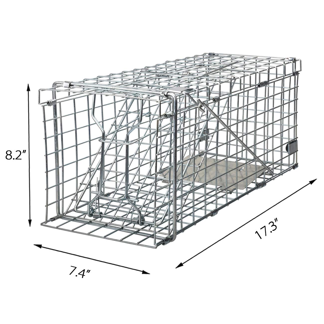 Gingbau placed in garden capturing natural behavior and discreet, effective trapping