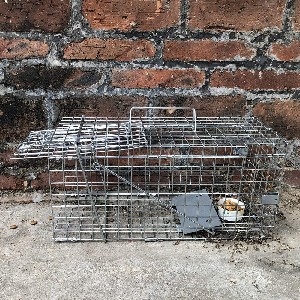 Gingbau next to hand for scale showing cage size and portable handling benefit