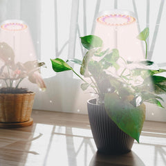 GooingTop Halo installed in a succulent pot demonstrating space-saving placement