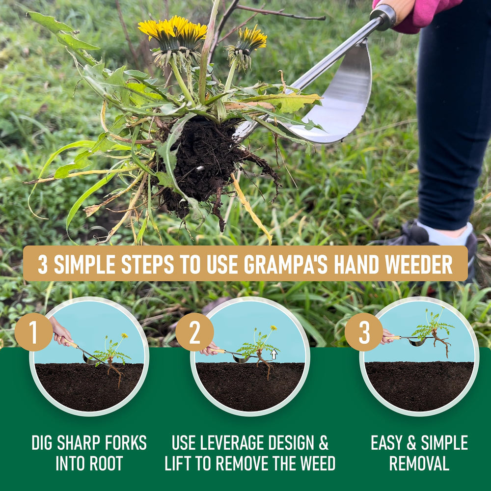 Grampa's Weeder in use removing a dandelion demonstrating efficient chemical-free weeding