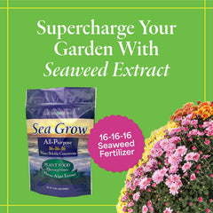 Grow More granular kelp fertilizer close-up showing texture and easy solubility benefit