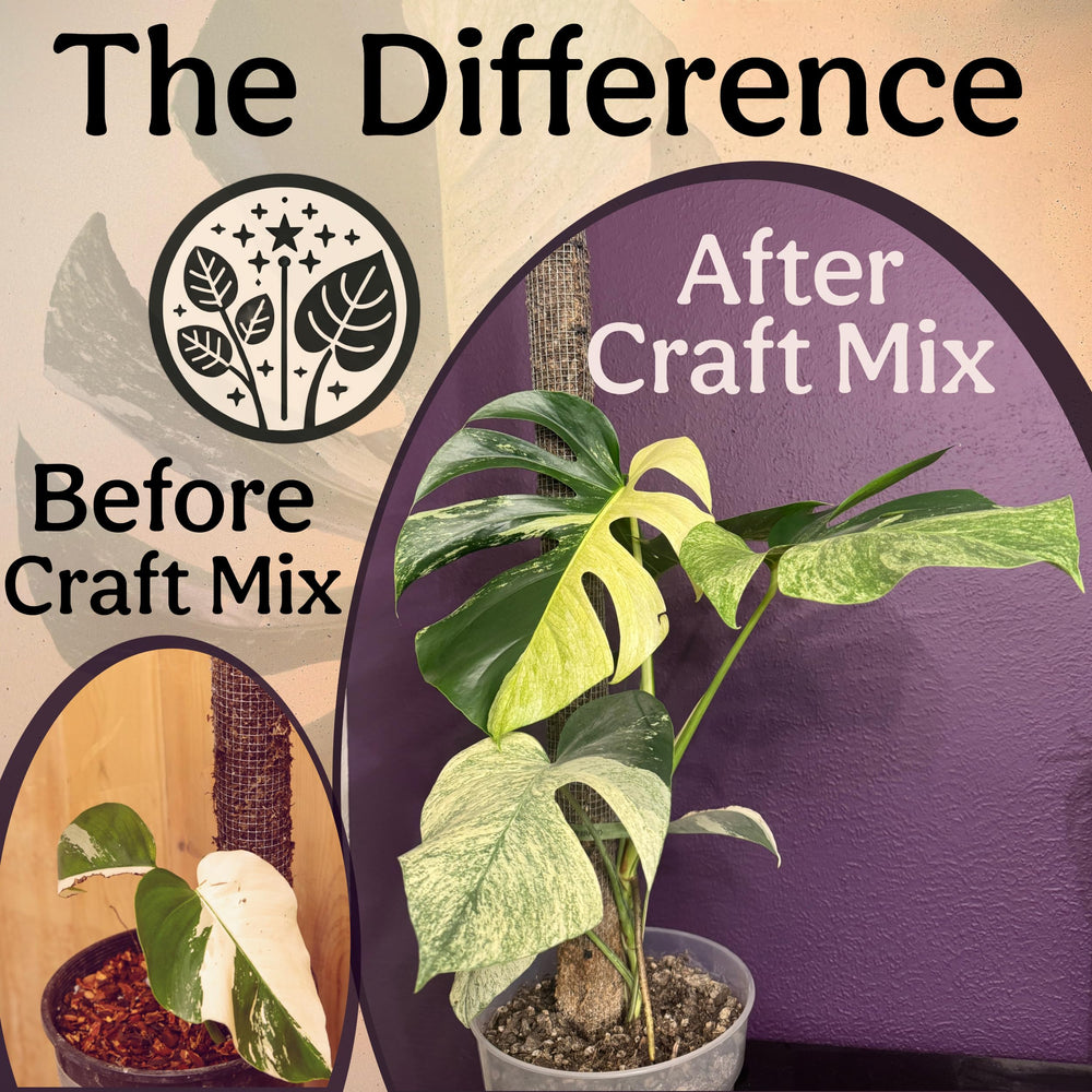 Grow Queen image of repotting with roots surrounded by chunky mix for improved root health