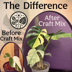 Grow Queen image of repotting with roots surrounded by chunky mix for improved root health