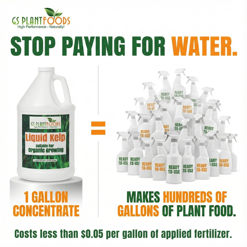 Container plants fed with GS Plant Foods kelp showing healthier foliage