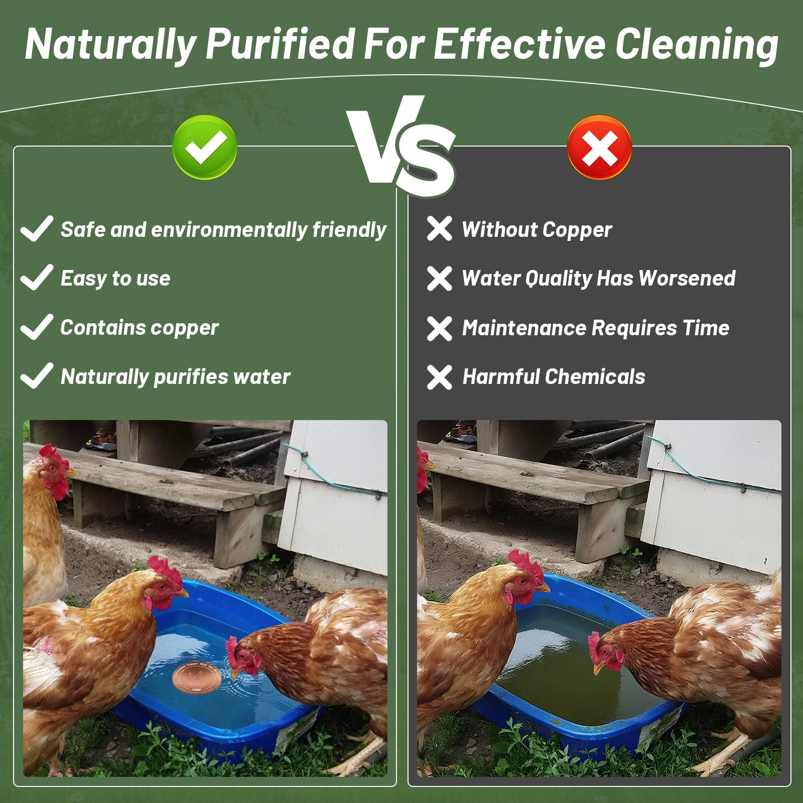 HAEZU copper disk sitting in a chicken waterer demonstrating cleaner water benefit