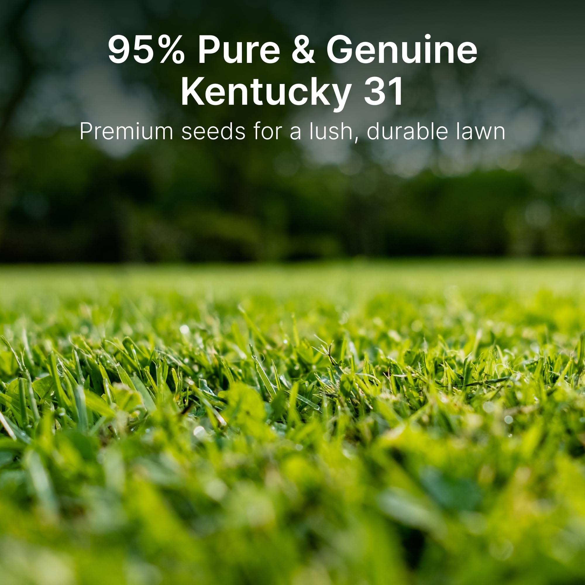 Hit List Seed K31 seed close-up highlighting clean, weed-free seed