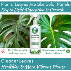 HOUSEPLANT RESOURCE CENTER cleaning a leaf with cloth showing quick, non-greasy finish