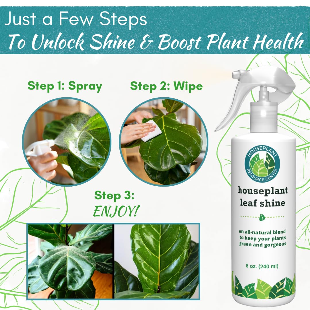 HOUSEPLANT RESOURCE CENTER Fiddle Leaf Fig in room showing natural glossy look