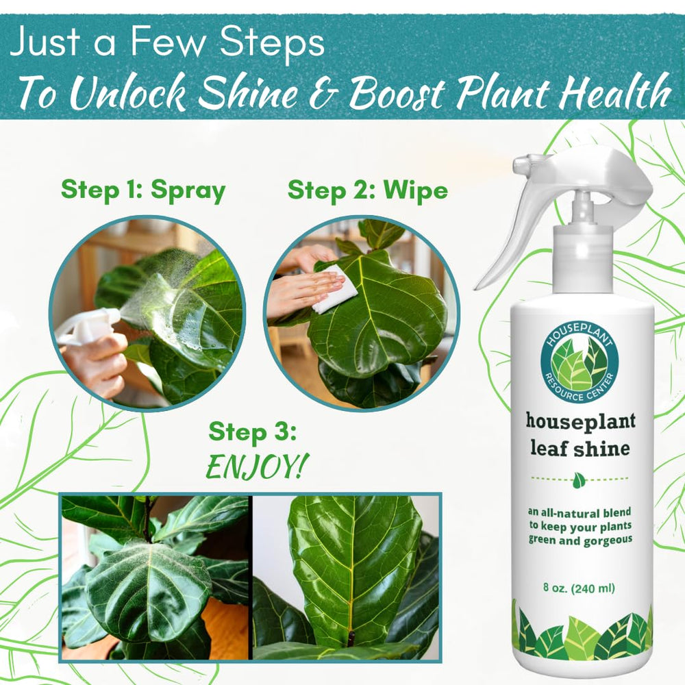 HOUSEPLANT RESOURCE CENTER Fiddle Leaf Fig in room showing natural glossy look