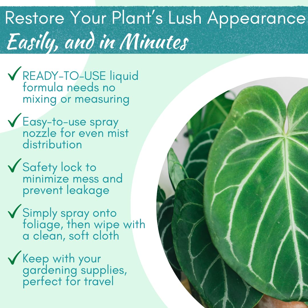 HOUSEPLANT RESOURCE CENTER Monstera before and after cleaning showing brighter foliage