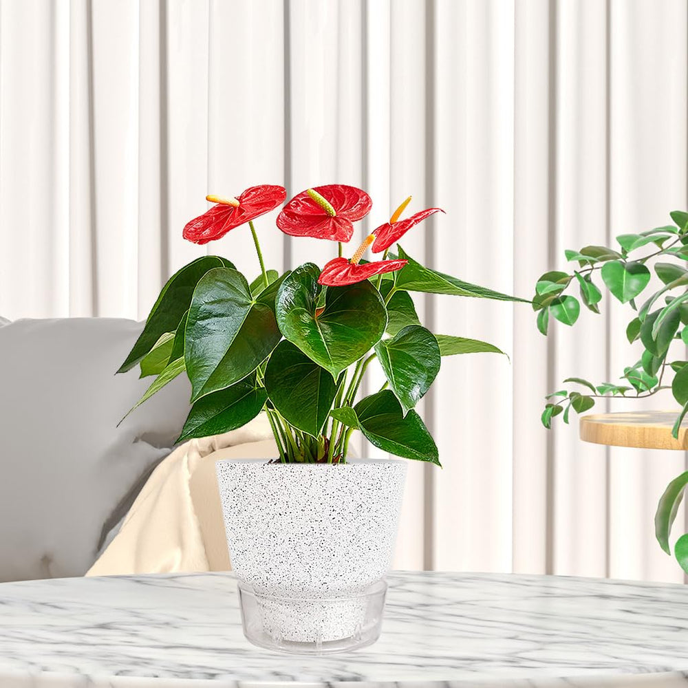 HYNZ five planters arranged to show cohesive minimalist home decor appeal