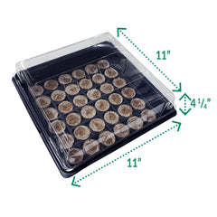 Jiffy seedlings growing in 36-cell tray showing healthy early root development