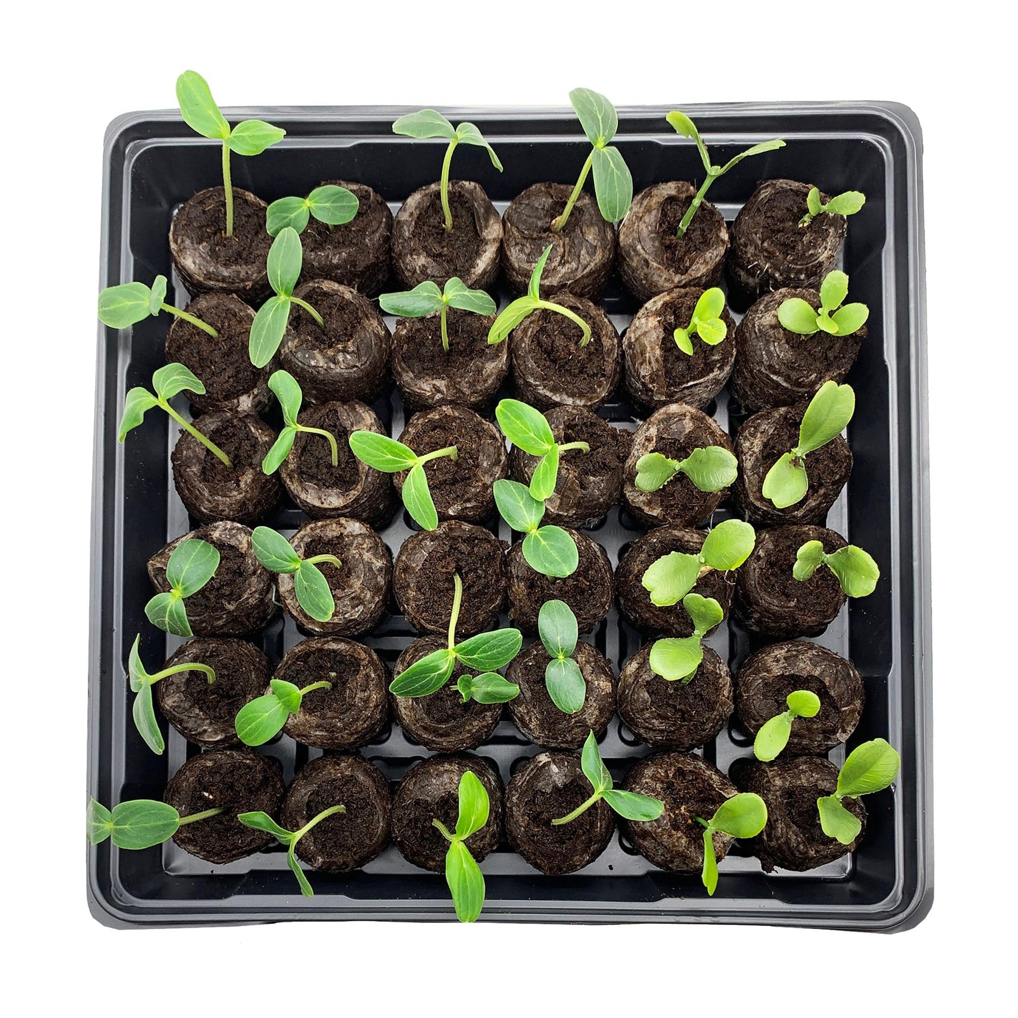 Jiffy two-pack trays stacked for compact storage and staggered sowing convenience