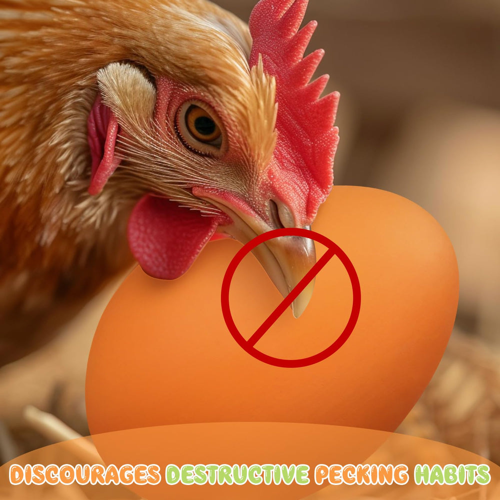 JolliLudo ceramic eggs in outdoor coop resisting weather and pecking damage